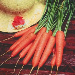 carotte longue lisse de meaux